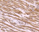 CLOCK Antibody in Immunohistochemistry (Paraffin) (IHC (P))