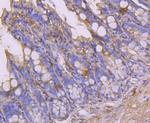 CLOCK Antibody in Immunohistochemistry (Paraffin) (IHC (P))