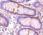 CLOCK Antibody in Immunohistochemistry (Paraffin) (IHC (P))