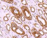 CLOCK Antibody in Immunohistochemistry (Paraffin) (IHC (P))