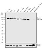 CLOCK Antibody