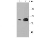 CLOCK Antibody in Western Blot (WB)