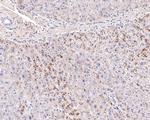 Complement Factor H Antibody in Immunohistochemistry (Paraffin) (IHC (P))