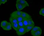 Complement Factor H Antibody in Immunocytochemistry (ICC/IF)