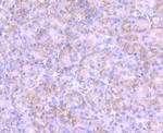 PKC epsilon Antibody in Immunohistochemistry (Paraffin) (IHC (P))