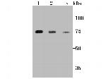 PKC epsilon Antibody in Western Blot (WB)