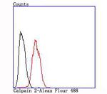 Calpain 2 Antibody in Flow Cytometry (Flow)