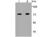 Calpain 2 Antibody in Western Blot (WB)