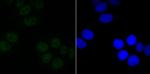 SIN3A Antibody in Immunocytochemistry (ICC/IF)