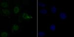 SIN3A Antibody in Immunocytochemistry (ICC/IF)