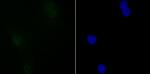 SIN3A Antibody in Immunocytochemistry (ICC/IF)