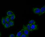 PRDX3 Antibody in Immunocytochemistry (ICC/IF)