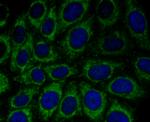 PRDX3 Antibody in Immunocytochemistry (ICC/IF)