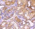 PRDX3 Antibody in Immunohistochemistry (Paraffin) (IHC (P))