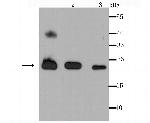 PRDX3 Antibody in Western Blot (WB)