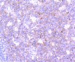 SNAP23 Antibody in Immunohistochemistry (Paraffin) (IHC (P))