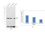 SNAP23 Antibody in Western Blot (WB)