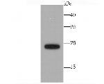 SNAP23 Antibody in Western Blot (WB)