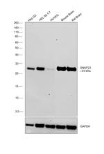 SNAP23 Antibody in Western Blot (WB)