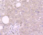 Reelin Antibody in Immunohistochemistry (Paraffin) (IHC (P))