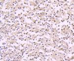 Reelin Antibody in Immunohistochemistry (Paraffin) (IHC (P))