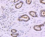 POLB Antibody in Immunohistochemistry (Paraffin) (IHC (P))