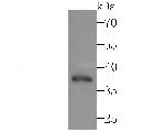 POLB Antibody in Western Blot (WB)