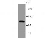 MUC4 Antibody in Western Blot (WB)