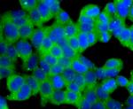 Dynamin 2 Antibody in Immunocytochemistry (ICC/IF)