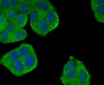 Dynamin 2 Antibody in Immunocytochemistry (ICC/IF)