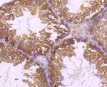 Dynamin 2 Antibody in Immunohistochemistry (Paraffin) (IHC (P))