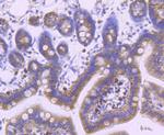 Dynamin 2 Antibody in Immunohistochemistry (Paraffin) (IHC (P))