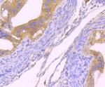 Dynamin 2 Antibody in Immunohistochemistry (Paraffin) (IHC (P))