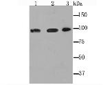 Dynamin 2 Antibody in Western Blot (WB)