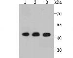 ETS1 Antibody in Western Blot (WB)