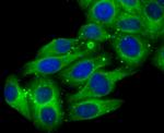 CYP2D6 Antibody in Immunocytochemistry (ICC/IF)