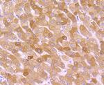 CYP2D6 Antibody in Immunohistochemistry (Paraffin) (IHC (P))