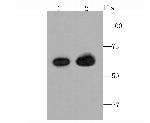 TGFBI Antibody in Western Blot (WB)