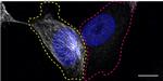 TUBA4A Antibody in Immunocytochemistry (ICC/IF)