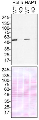 TUBA4A Antibody in Western Blot (WB)