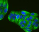 TUBA4A Antibody in Immunocytochemistry (ICC/IF)