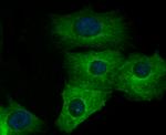 TUBA4A Antibody in Immunocytochemistry (ICC/IF)