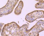 TUBA4A Antibody in Immunohistochemistry (Paraffin) (IHC (P))