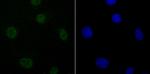 DDX5 Antibody in Immunocytochemistry (ICC/IF)