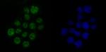 DDX5 Antibody in Immunocytochemistry (ICC/IF)