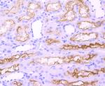 ACE Antibody in Immunohistochemistry (Paraffin) (IHC (P))