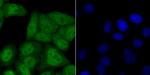 USP11 Antibody in Immunocytochemistry (ICC/IF)