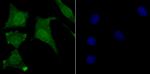 USP11 Antibody in Immunocytochemistry (ICC/IF)