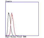 SKP1 Antibody in Flow Cytometry (Flow)