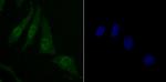 SKP1 Antibody in Immunocytochemistry (ICC/IF)